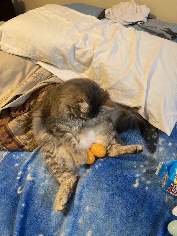 Hilarious Cats (31 pics)
