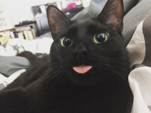 Hilarious Cats (31 pics)