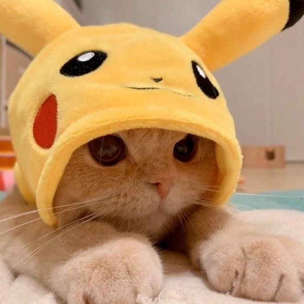 Hilarious Cats (31 pics)