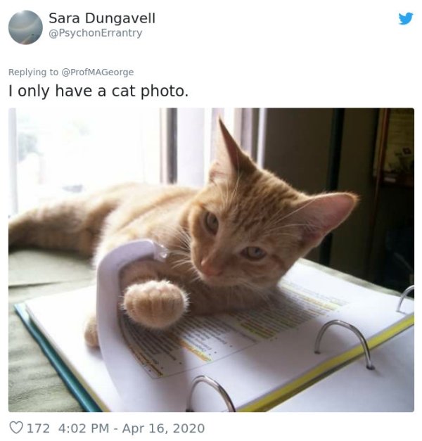 Pets At Work (30 pics)