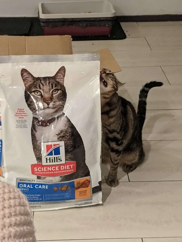 Hilarious Cats (31 pics)