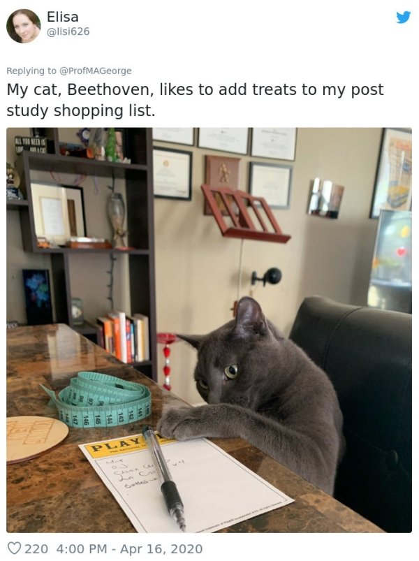 Pets At Work (30 pics)