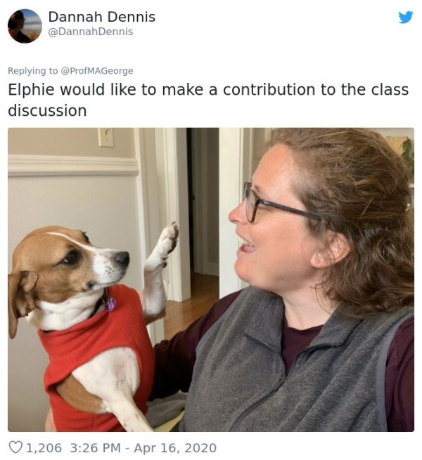 Pets At Work (30 pics)