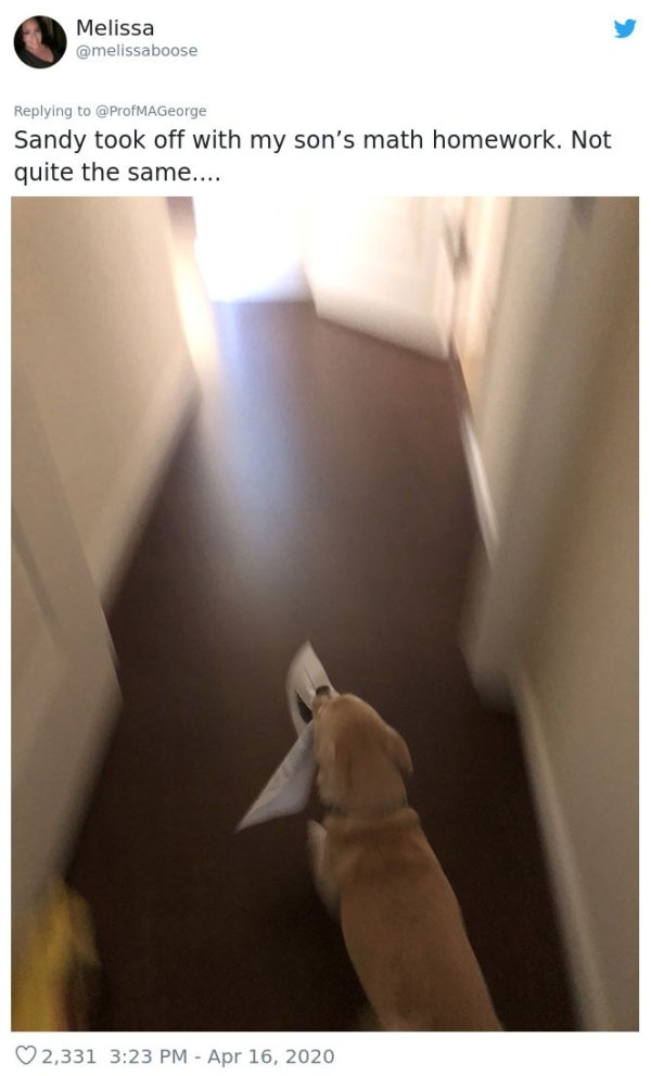 Pets At Work (30 pics)