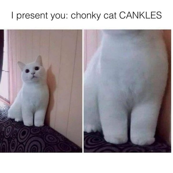 Hilarious Cats (31 pics)