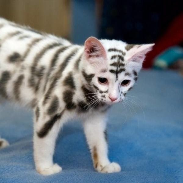 Hilarious Cats (31 pics)