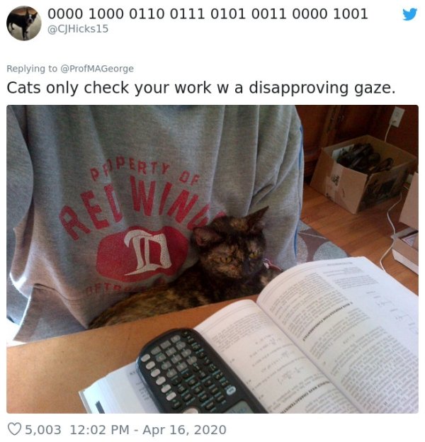 Pets At Work (30 pics)