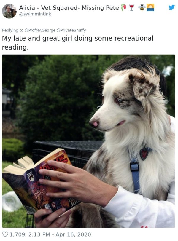 Pets At Work (30 pics)