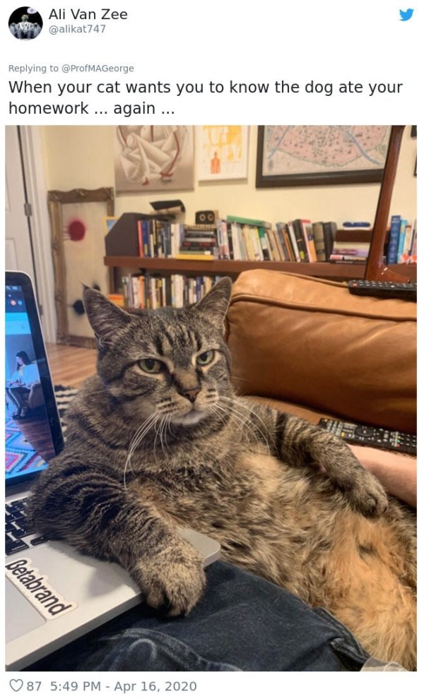 Pets At Work (30 pics)