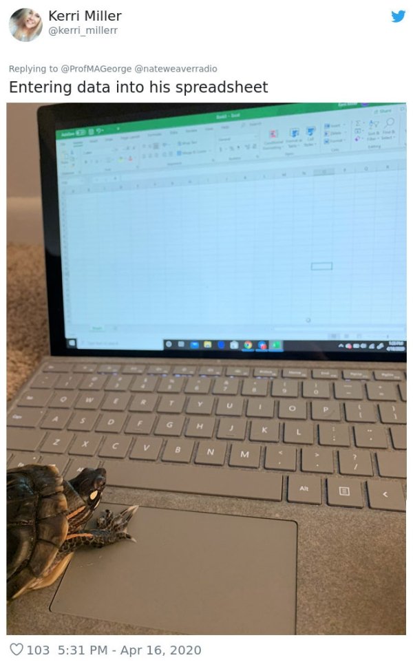 Pets At Work (30 pics)