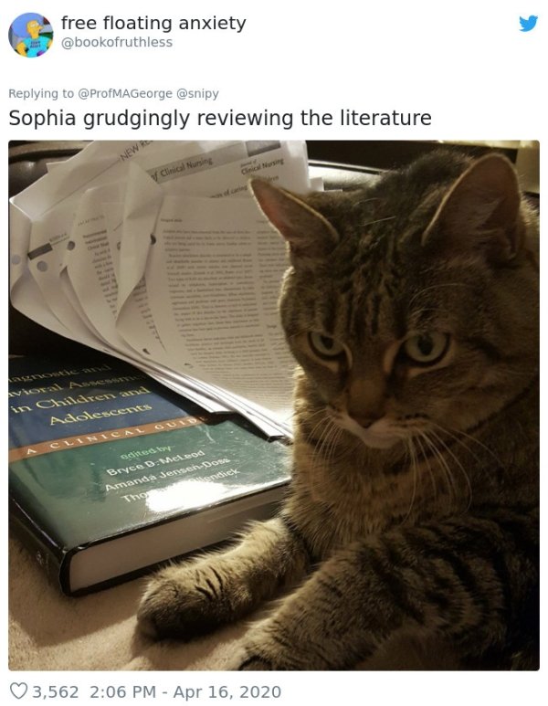 Pets At Work (30 pics)