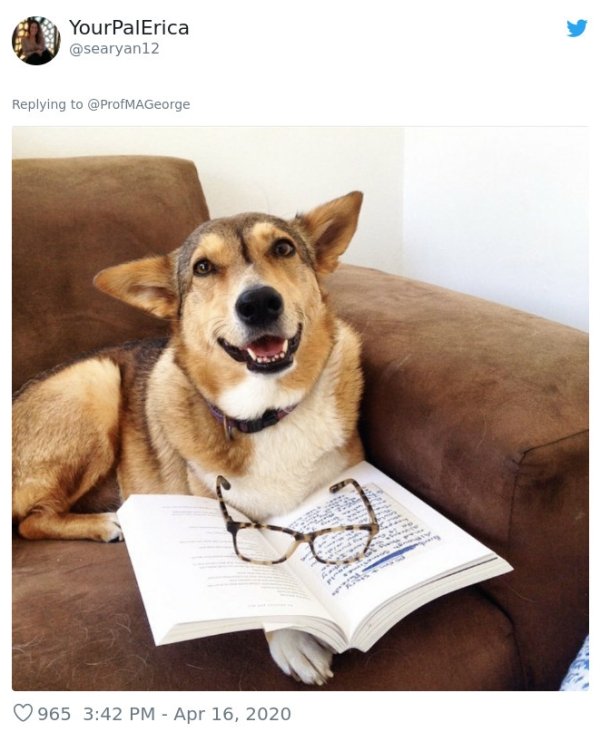 Pets At Work (30 pics)