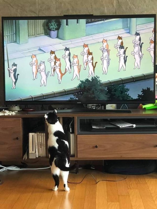 Hilarious Cats (31 pics)
