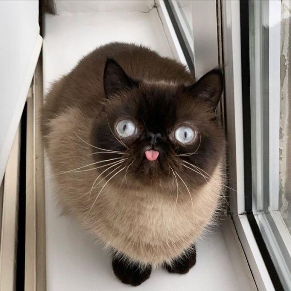 Hilarious Cats (31 pics)
