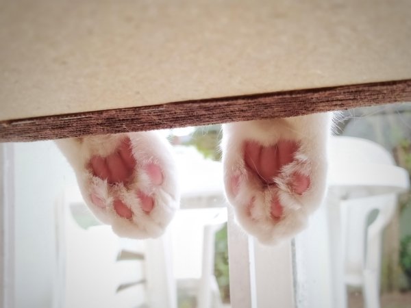 Hilarious Cats (31 pics)