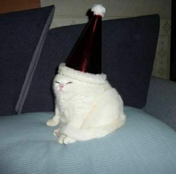 Hilarious Cats (31 pics)