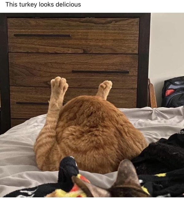 Hilarious Cats (31 pics)