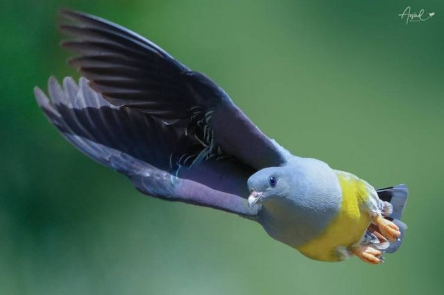 Awesome Pictures (56 pics)
