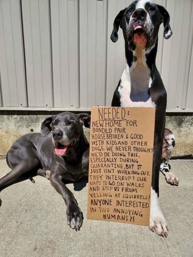 Wholesome Stories (51 pics)