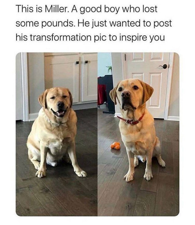 Wholesome Stories (51 pics)