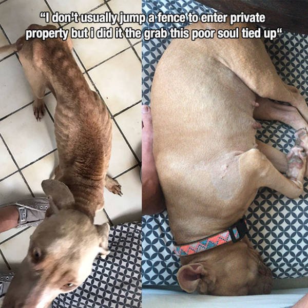 Wholesome Stories (51 pics)