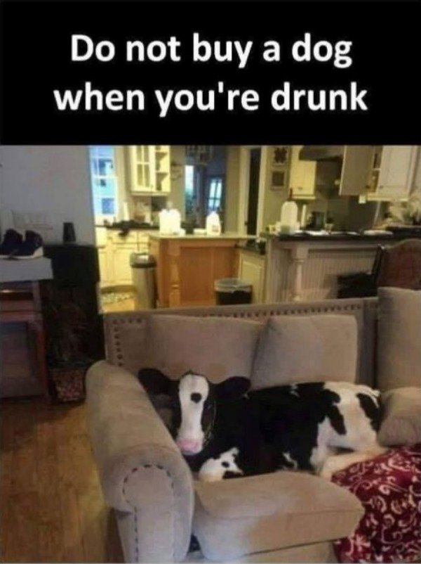 Drunk Memes (34 pics)