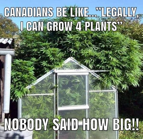 Weed Memes (40 pics)