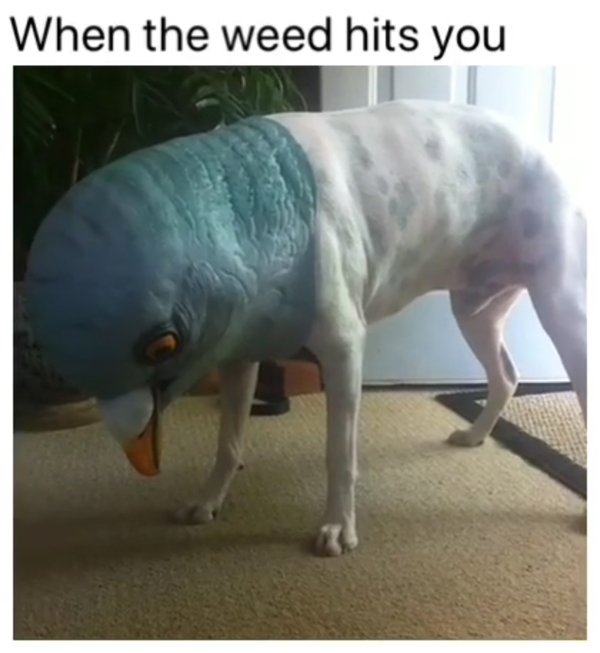 Weed Memes (40 pics)