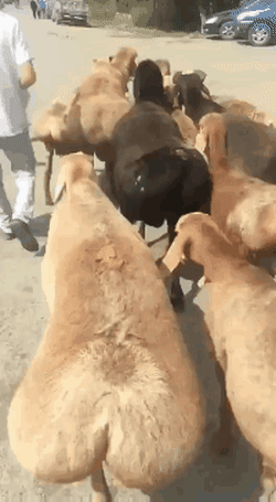 Acid Gifdump, April 22 (25 gifs)