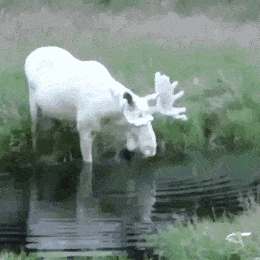 Acid Gifdump, April 24 (25 gifs)