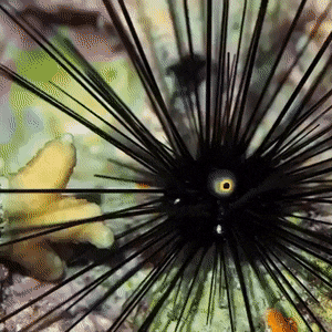 Acid Gifdump, April 24 (25 gifs)
