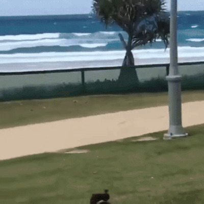Acid Gifdump, April 24 (25 gifs)