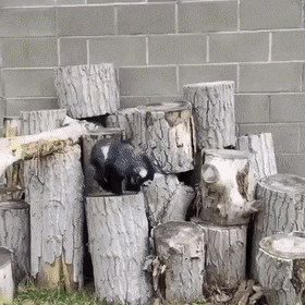 Acid Gifdump, April 24 (25 gifs)