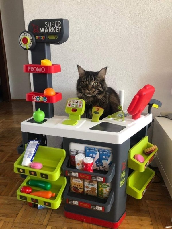 Hilarious Cats (30 pics)