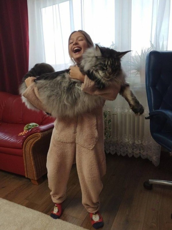 Hilarious Cats (30 pics)