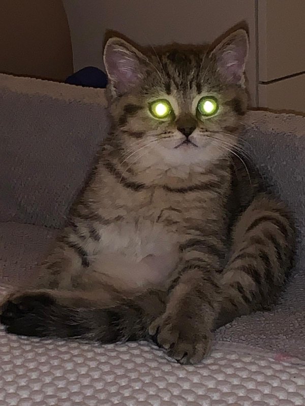 Hilarious Cats (30 pics)