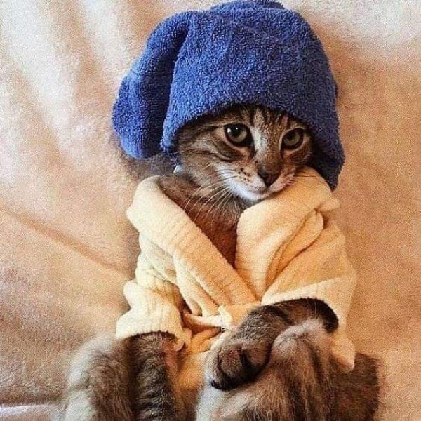 Hilarious Cats (30 pics)