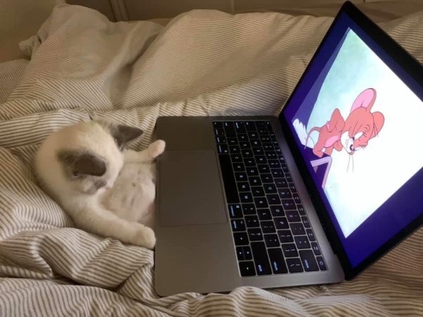 Hilarious Cats (30 pics)