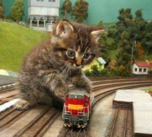 Hilarious Cats (30 pics)
