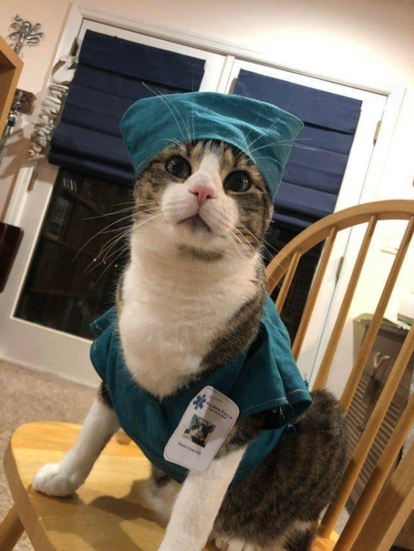 Hilarious Cats (30 pics)