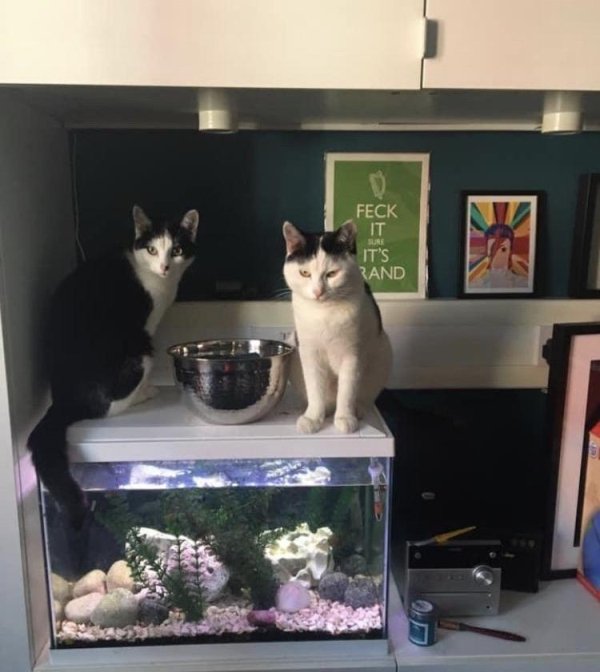 Hilarious Cats (30 pics)