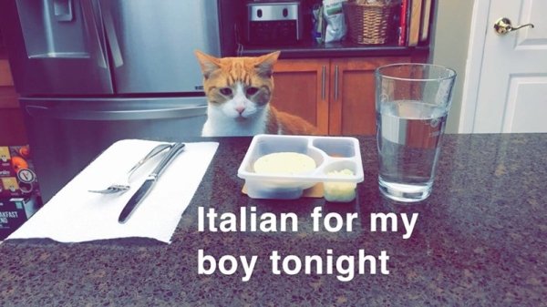 Hilarious Cats (30 pics)