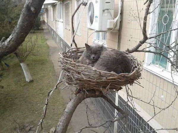 Hilarious Cats (30 pics)