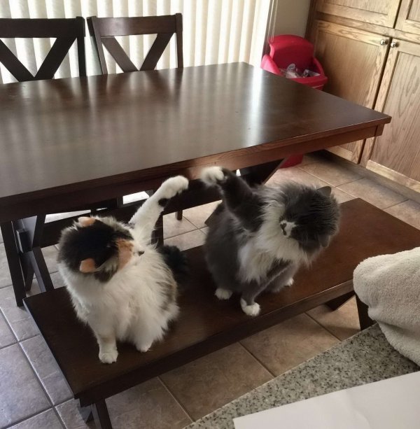 Hilarious Cats (30 pics)
