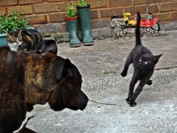 Hilarious Cats (30 pics)