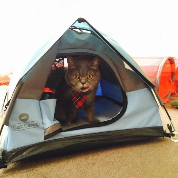 Hilarious Cats (30 pics)