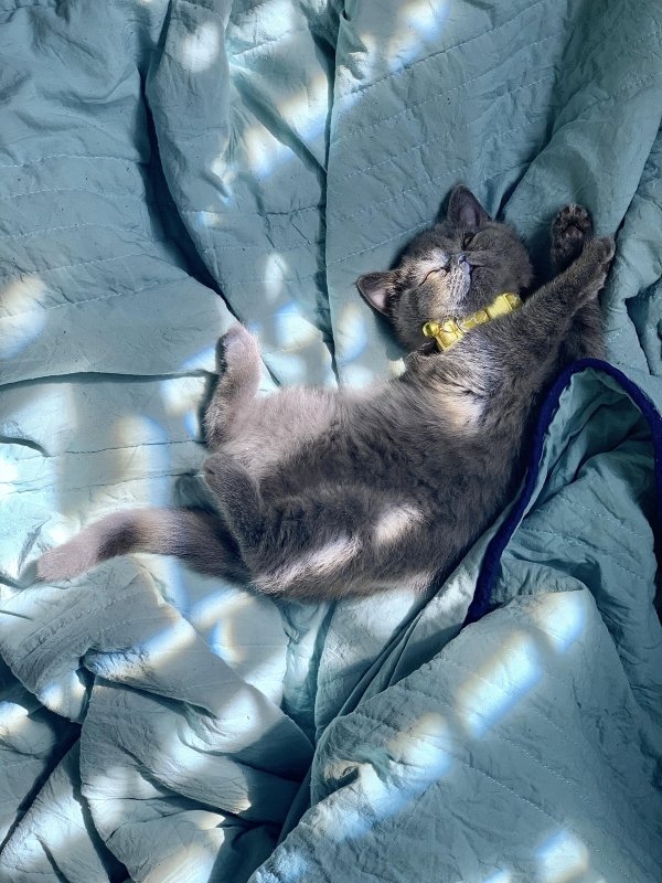 Hilarious Cats (30 pics)