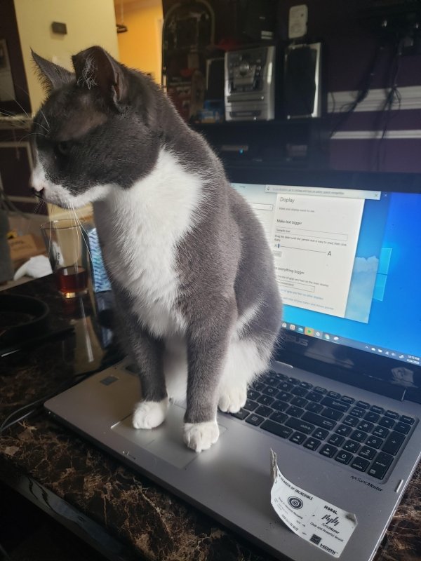 Hilarious Cats (30 pics)