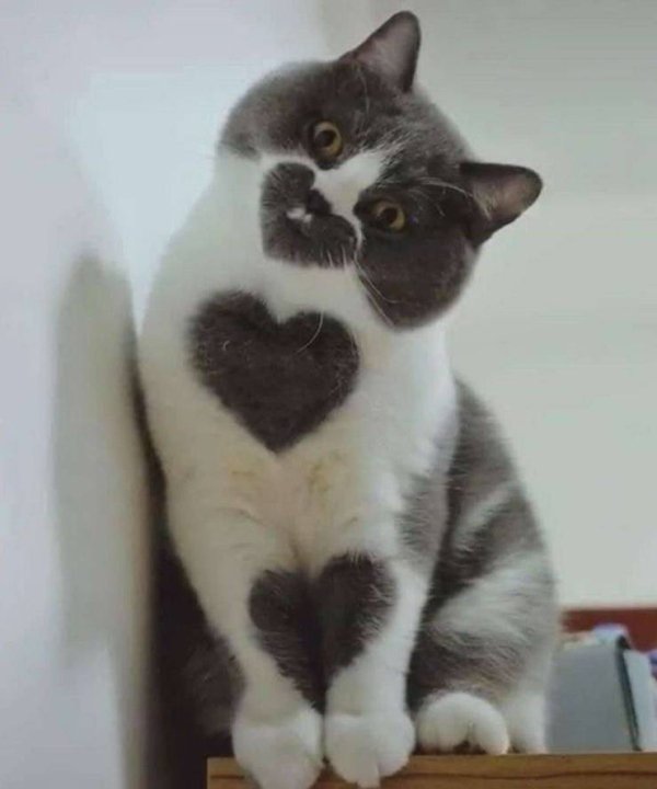Hilarious Cats (30 pics)