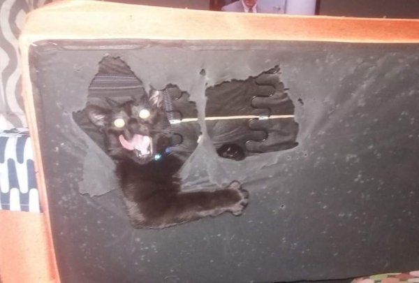 Hilarious Cats (30 pics)